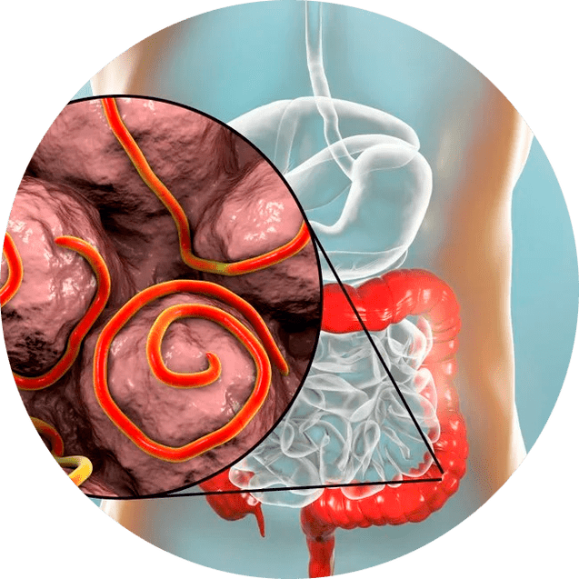 Tracto gastrointestinal y parásitos.