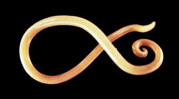 gusano nematodo del cuerpo humano